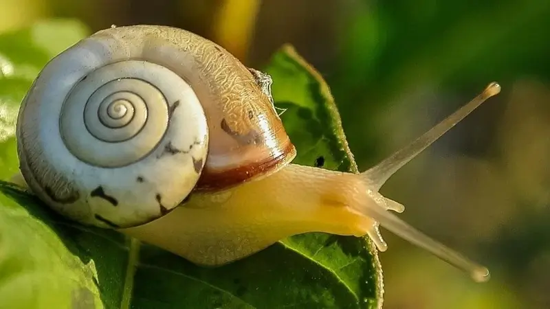COSRX snail mucin review 2026: Honest Results & The real truth advanced snail 96 mucin power essence review