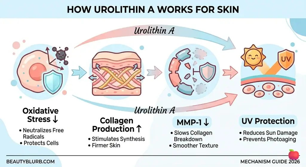 How Does Urolithin A Work
